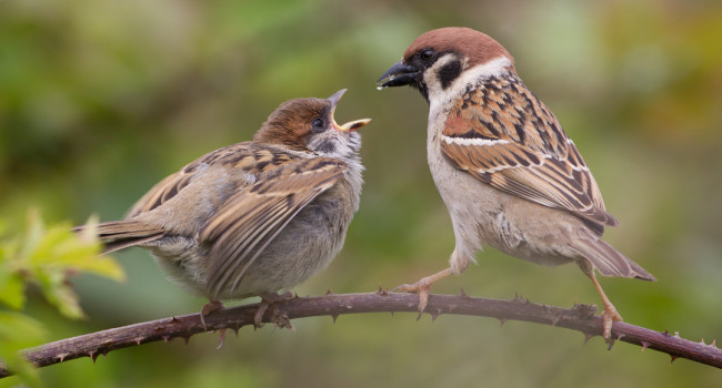 Tree Sparrow, by Liz Cutting / BTO