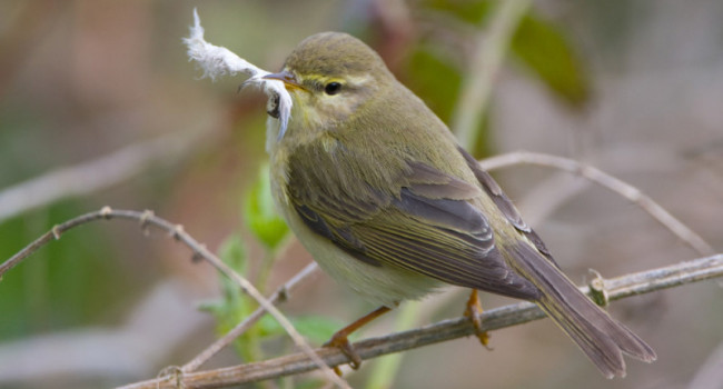 Willow Warbler. Chris Knights / BTO