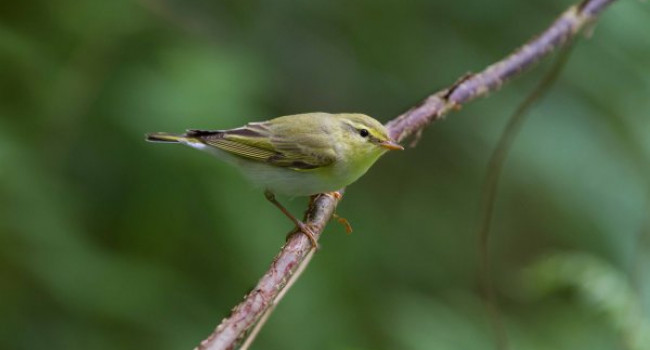 Wood Warbler. Photograph by Edmund Fellowes