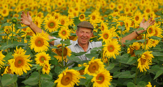 Sunflowers. Nicholas Watts