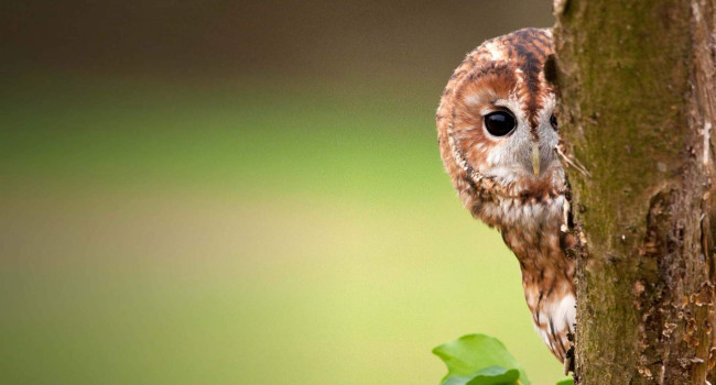 Tawny Owl. Photograph by Howard Stockdale