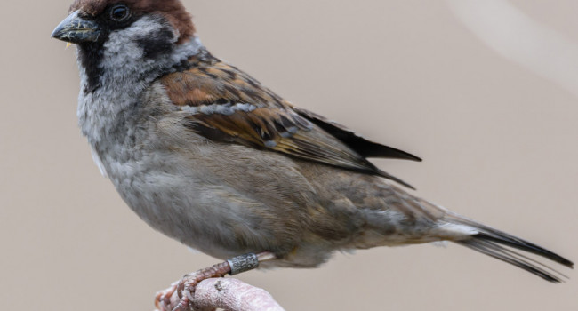 Tree Sparrow. Philip Croft / BTO