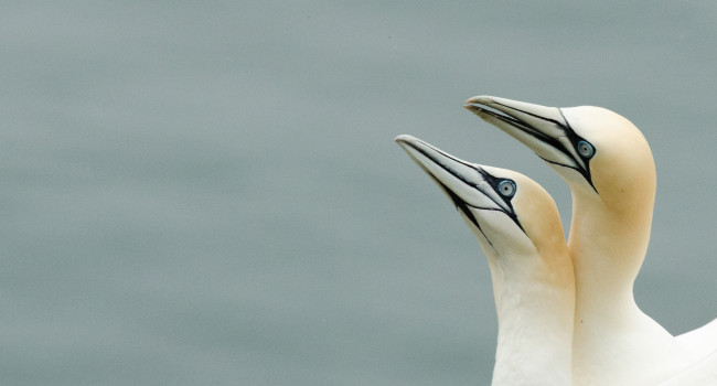 Two gannets by Richard Jackson