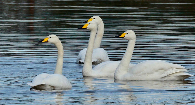 Whooper Swans. Tom Cadwallender