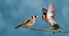 Goldfinches, Edmund Fellows