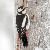 Great Spotted Woodpecker, Sarah Kelman