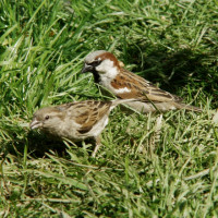 House Sparrow, John Harding