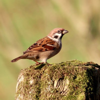 Tree Sparrow, Adam Jones