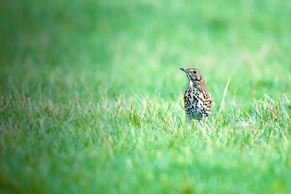 Song Thrush in the grass, by John Harding / BTO