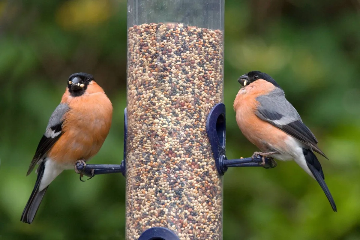 Bullfinches, by John Harding / BTO