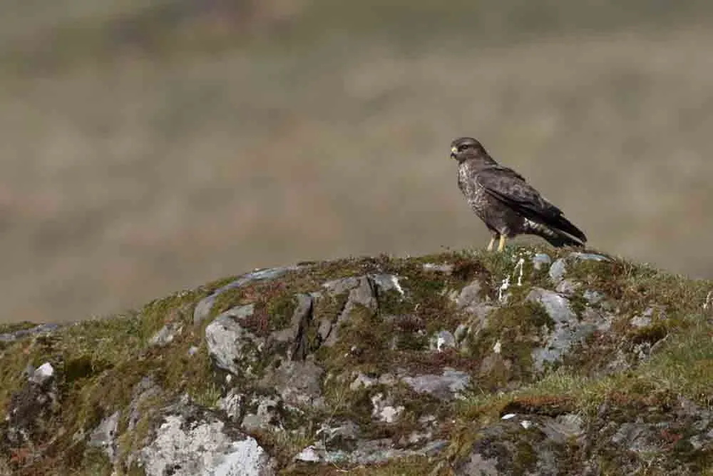 Buzzard, by Liz Cutting / BTO