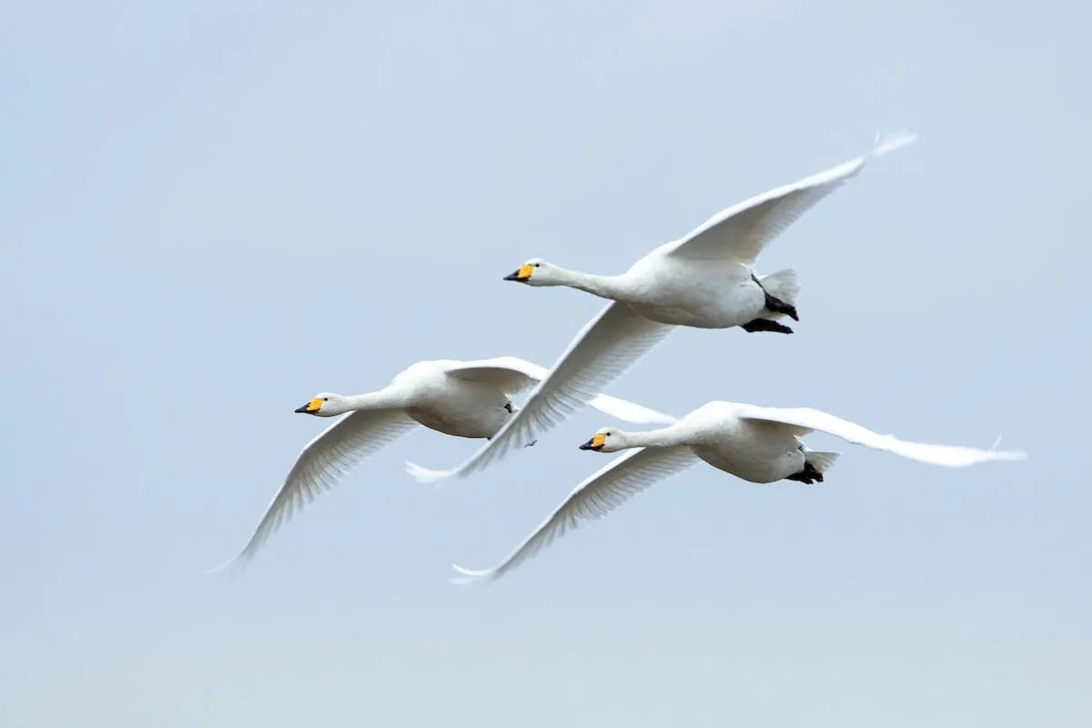 Whooper Swan, by Sarah Kelman / BTO