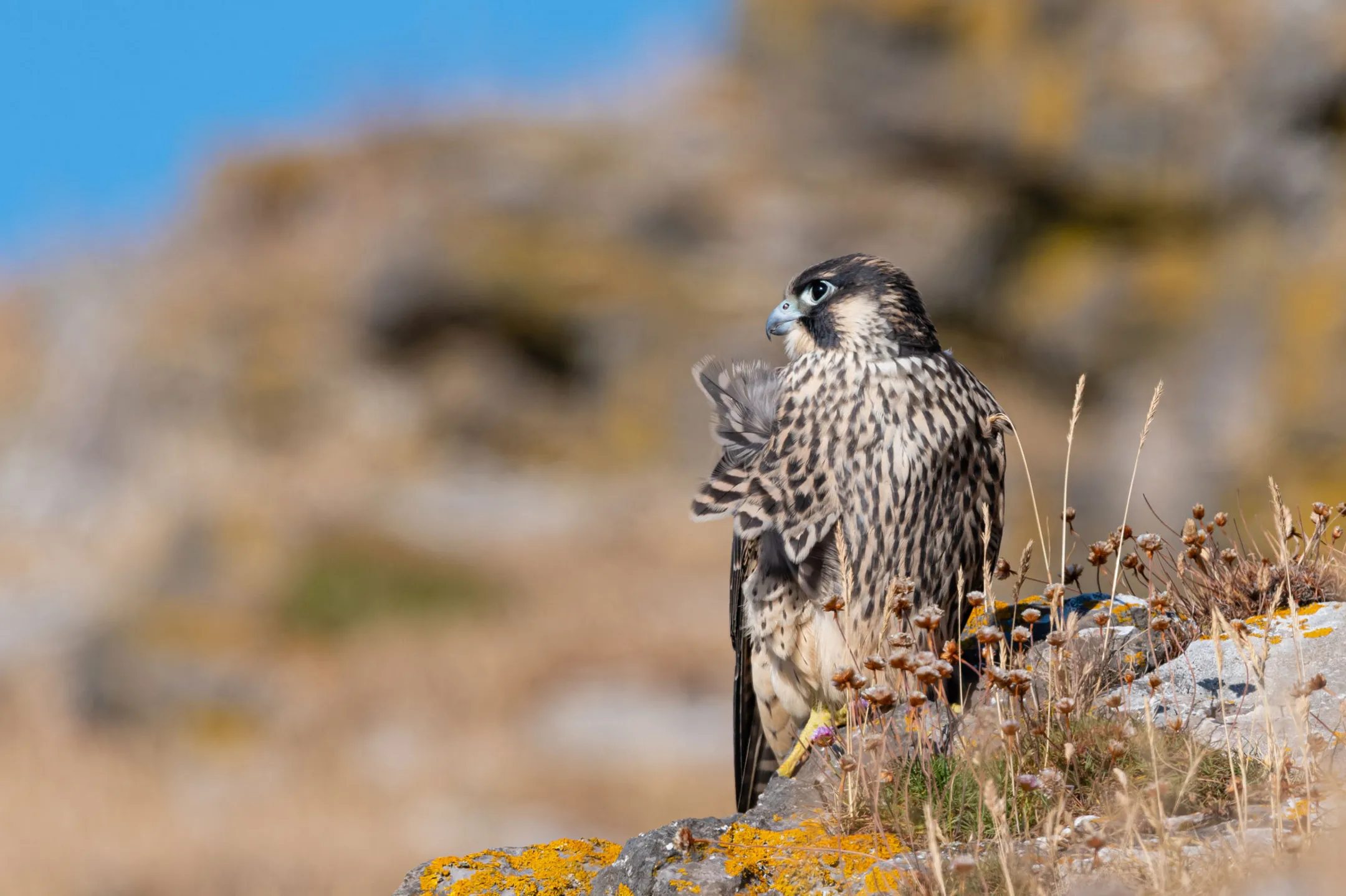 Raptors Peregrine Philip Croft BTO 2024