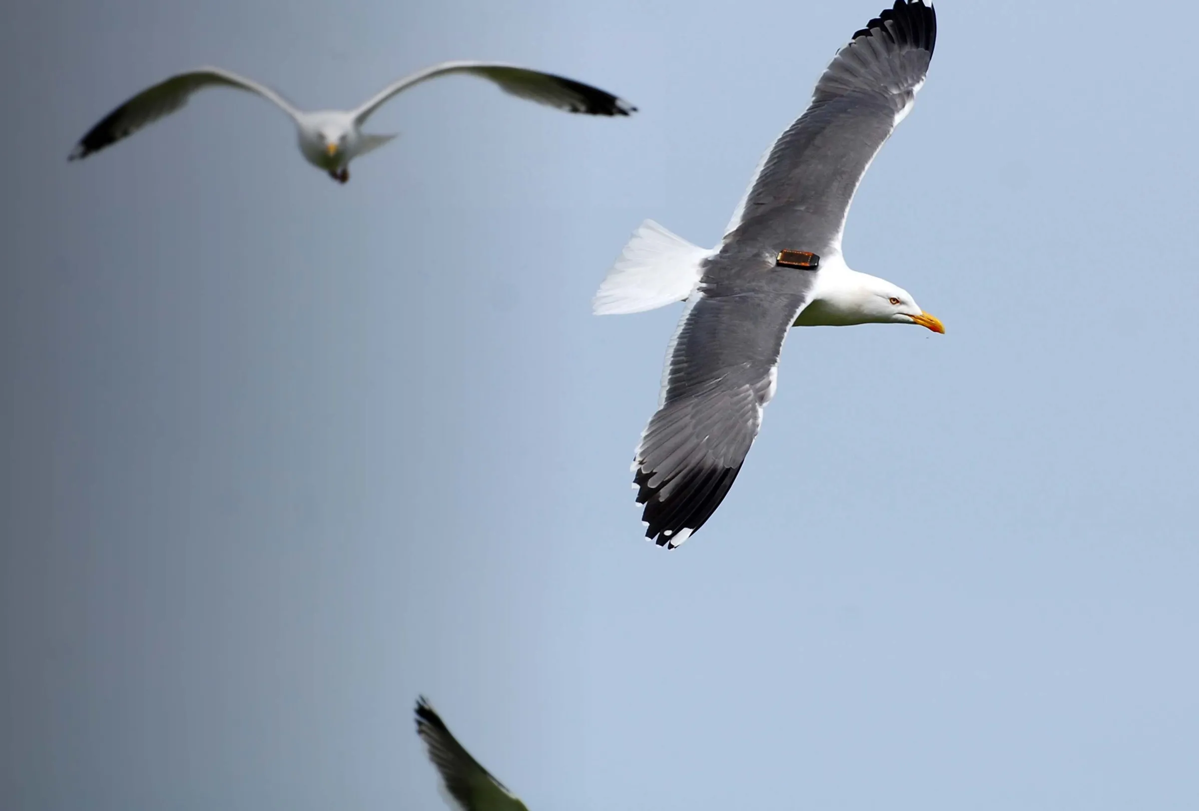 tagged lesser black backed gull Gary Clewley