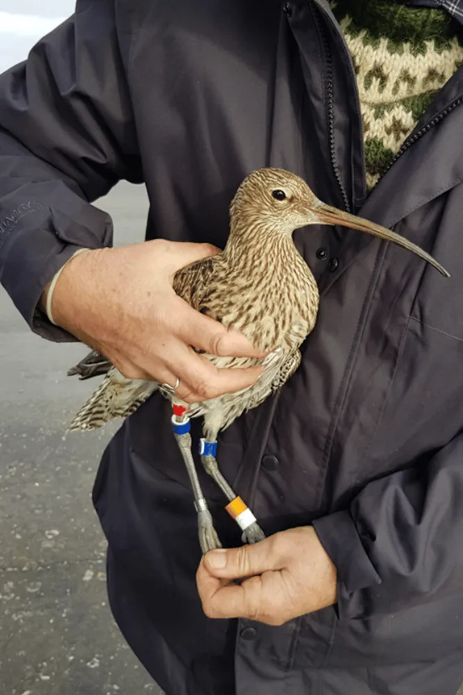 Colour-ringed Curlew, by Sam Franks