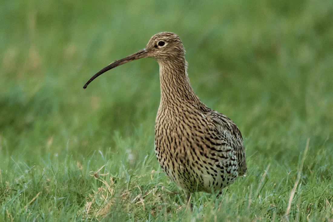 Curlew, by Tom Streeter / BTO