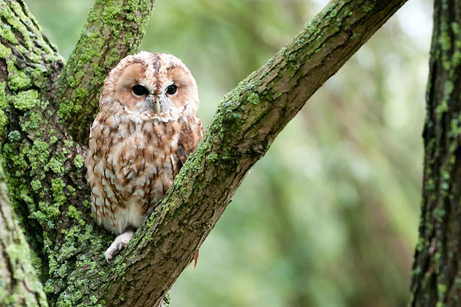 Tawny Owl, by Sarah Kelman / BTO