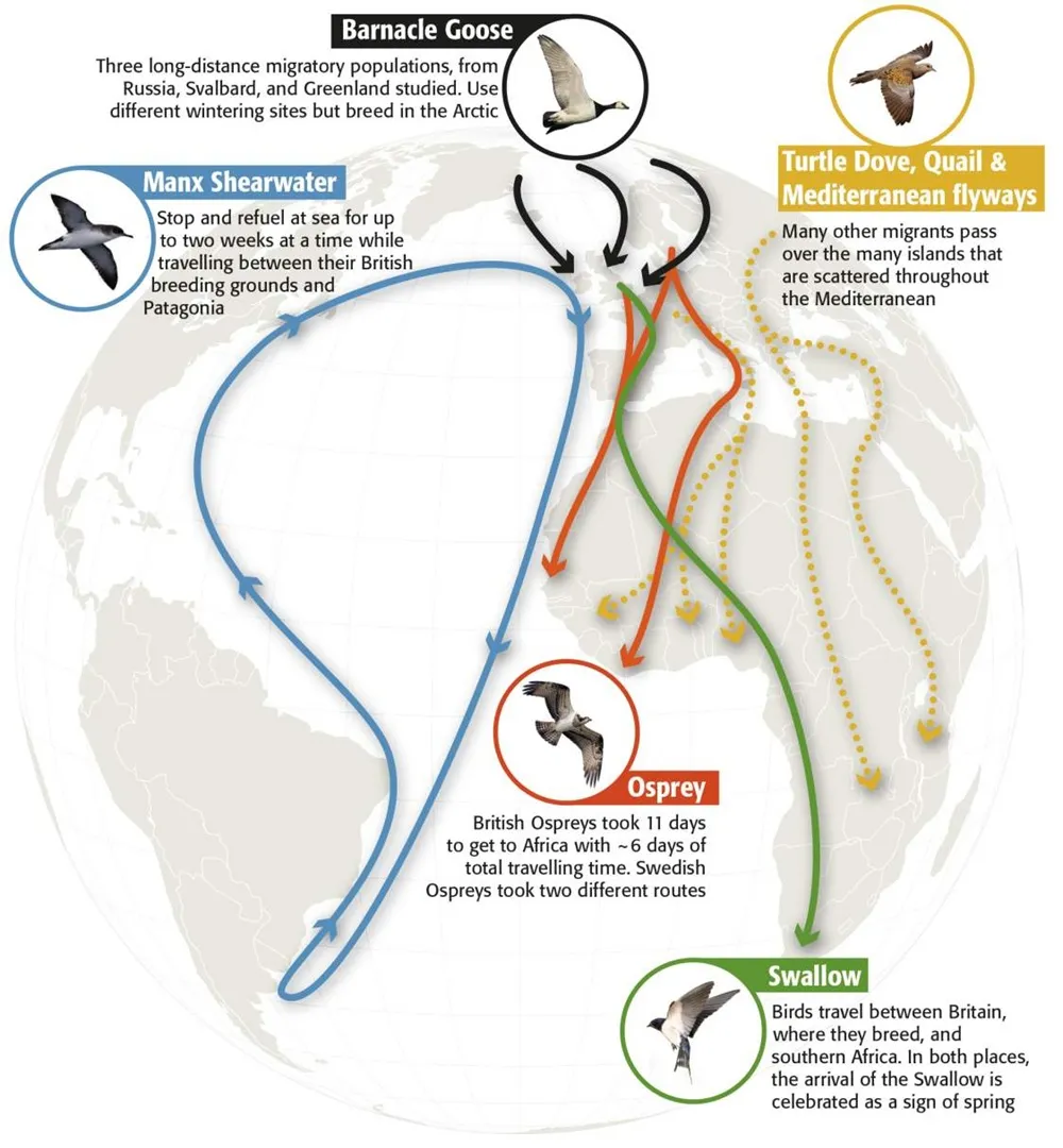 Heartbeat migration map, by Nigel Hawtin