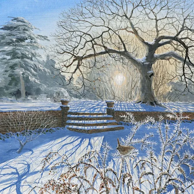 Wren, BTO Christmas card 2025, by Steve Cale