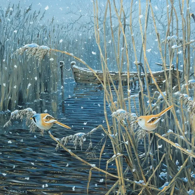 Bearded Tit BTO Christmas card, by Steve Cale, 2025