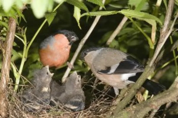 Bullfinch pair with young. John Harding 