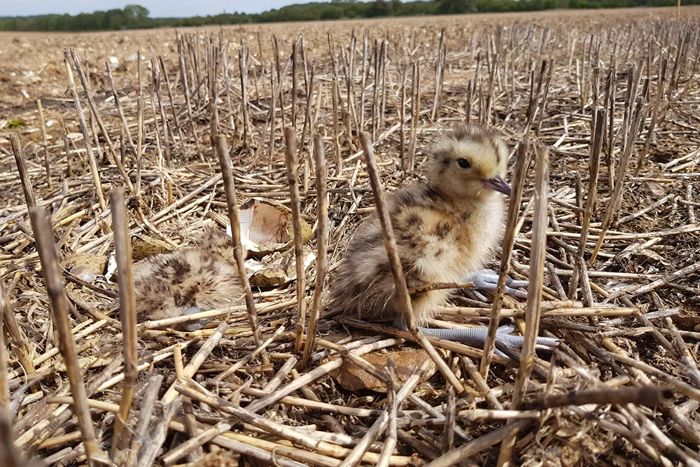 Curlew chick, by Sam Franks / BTO