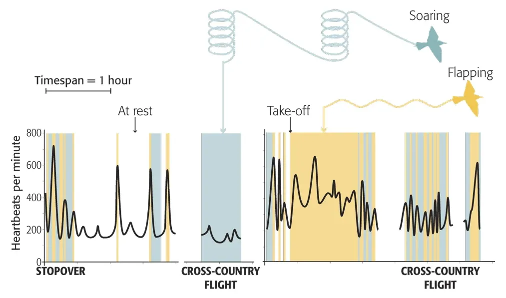 Graph of heartbeat frequency during flight, by Nigel Hawtin