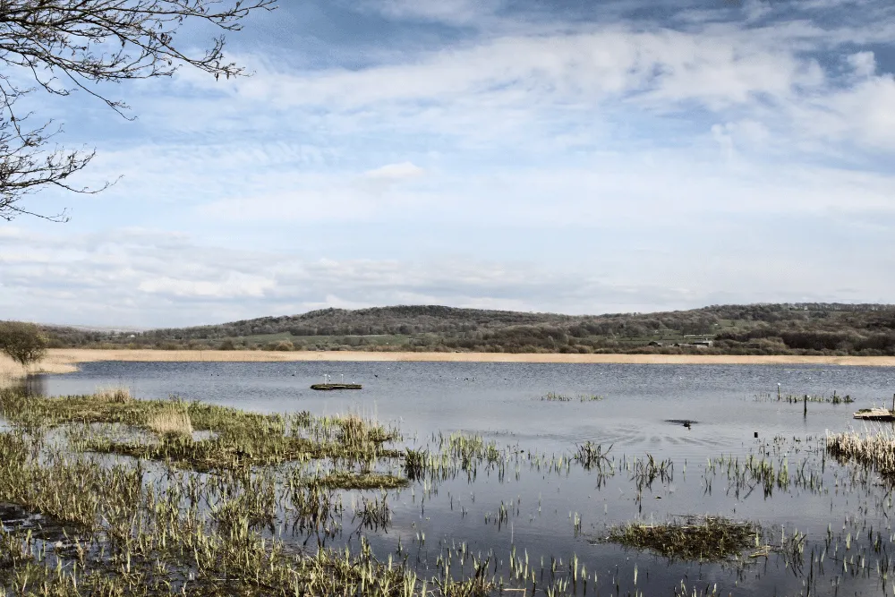 Leighton Moss RSPB Reserve, by Simon 11uk / Canva