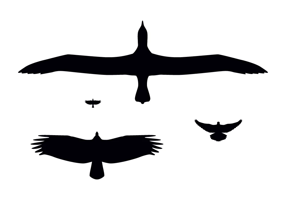 Wing shapes / morphology silhouettes, by Nigel Hawtin