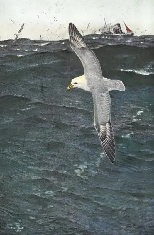 Peter Scott's 1952 BTO Christmas card of a Fulmar