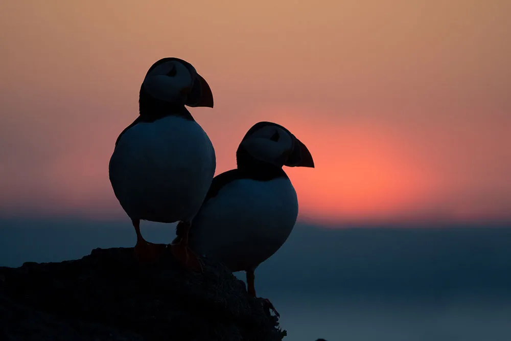 Puffins, by Edmund Fellowes / BTO
