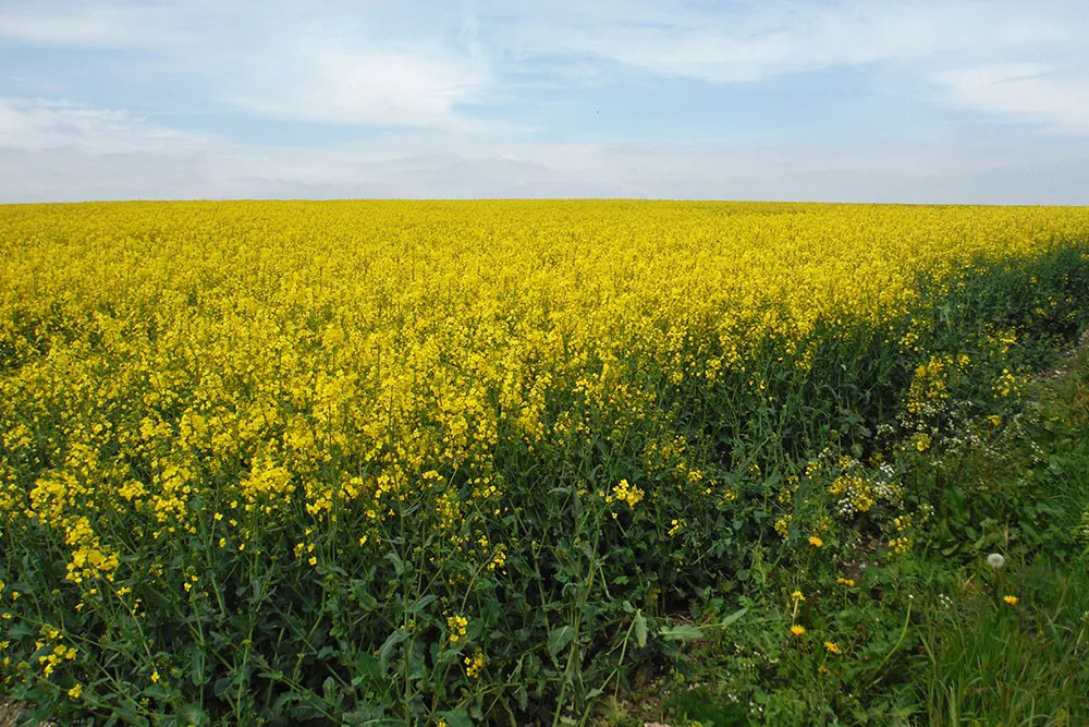 Rapeseed monoculture, by Mike Toms / BTO