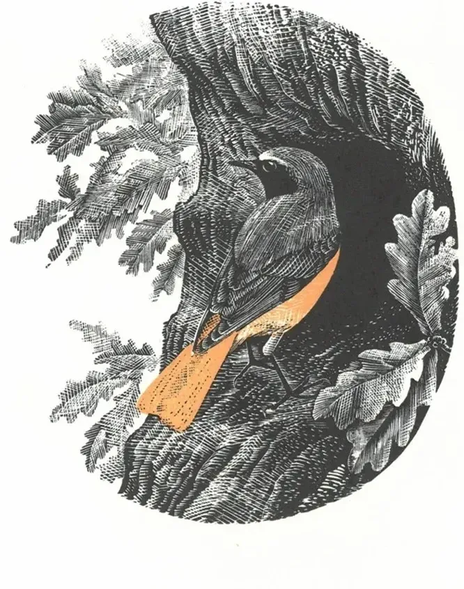 Redstart BTO Christmas card, by Robert Gillmor, 1959