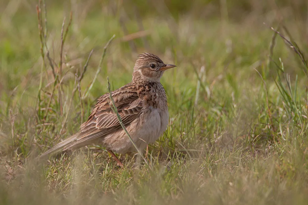 Skylark, by Liz Cutting / BTO