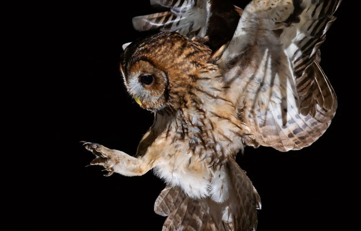 Tawny Owl coming to land by Laurence Liddy