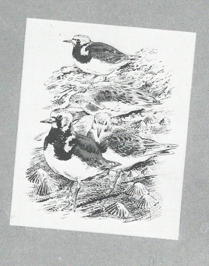 Turnstones BTO Christmas card, by Robert Gillmor, 1961