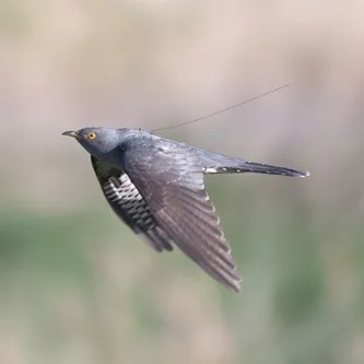 Valentine, the tagged Cuckoo, by Neil Calbrade / BTO