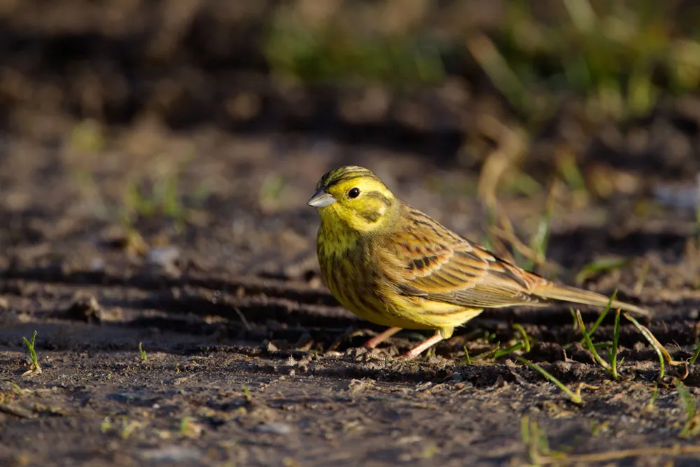 Yellowhammer, by Edmund Fellowes / BTO