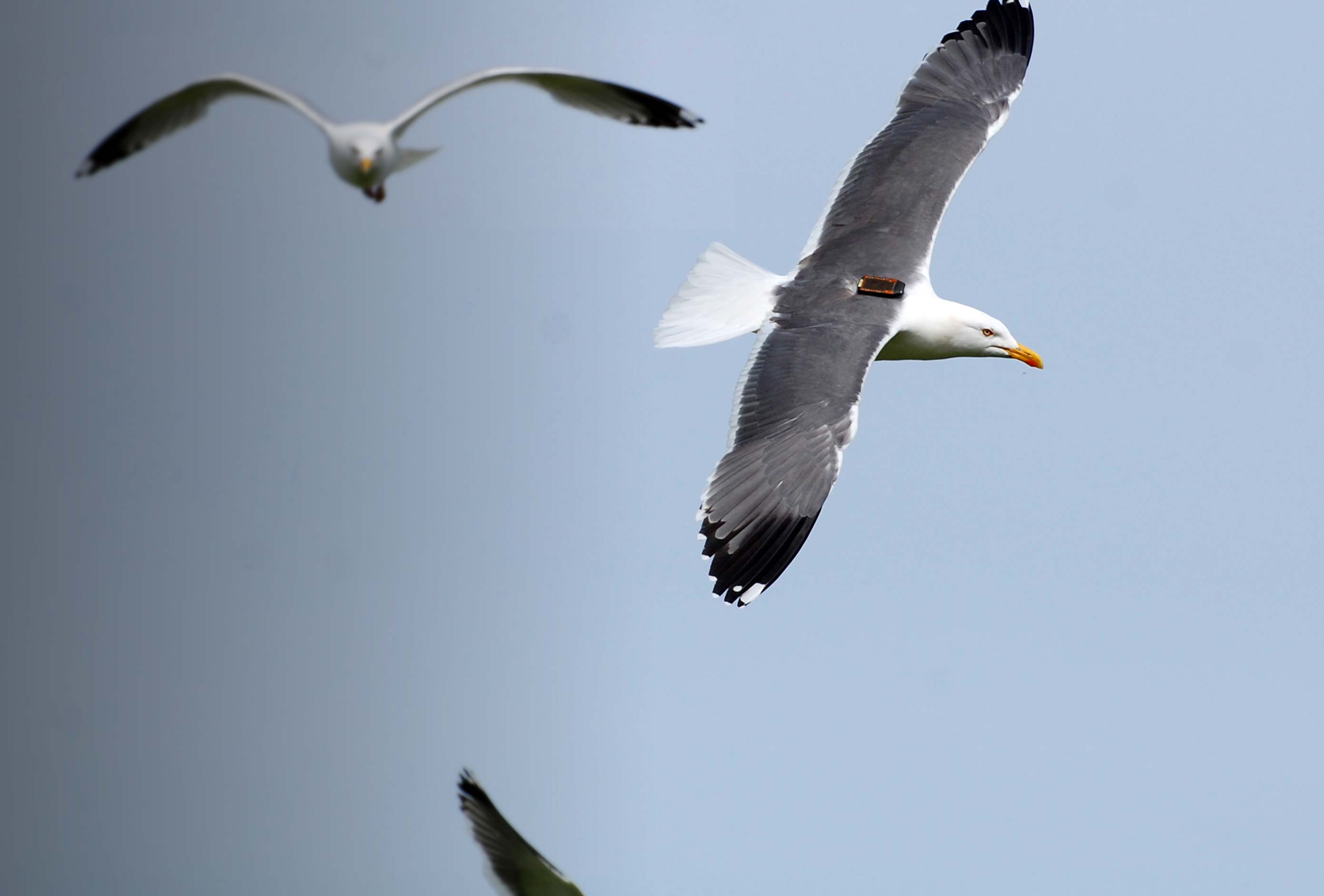 Tagged Lesser Black-backed Gull. Gary Clewley