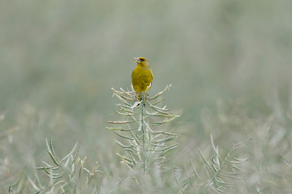 A Greenfinch perches on top of an oilseed rape plant with seeds in its beak, against a blurred green arable field..
