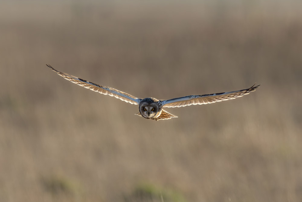 A Short-eared Owl soars over winter grassland in golden light.