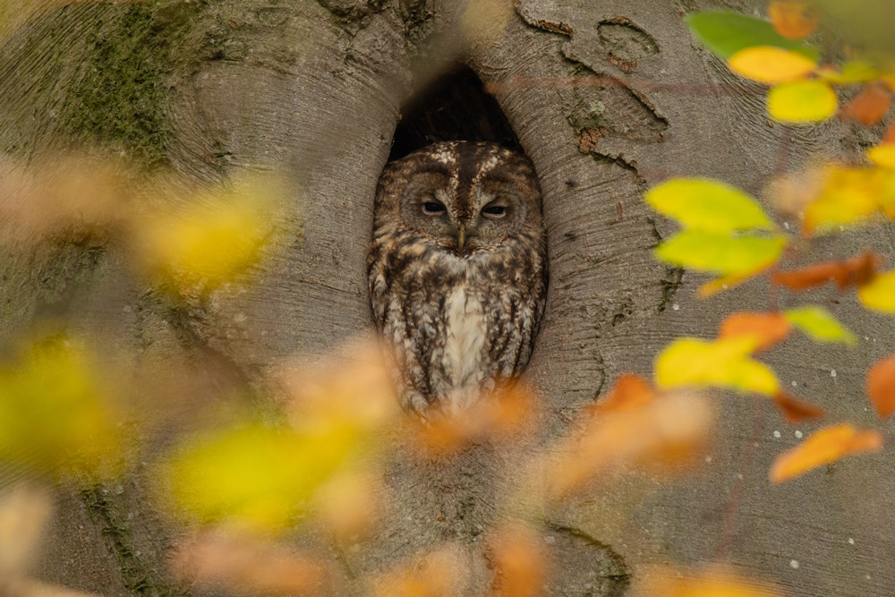 Behind blurred autumn leaves, a Tawny Owl sits inside a hole in a tree trunk.