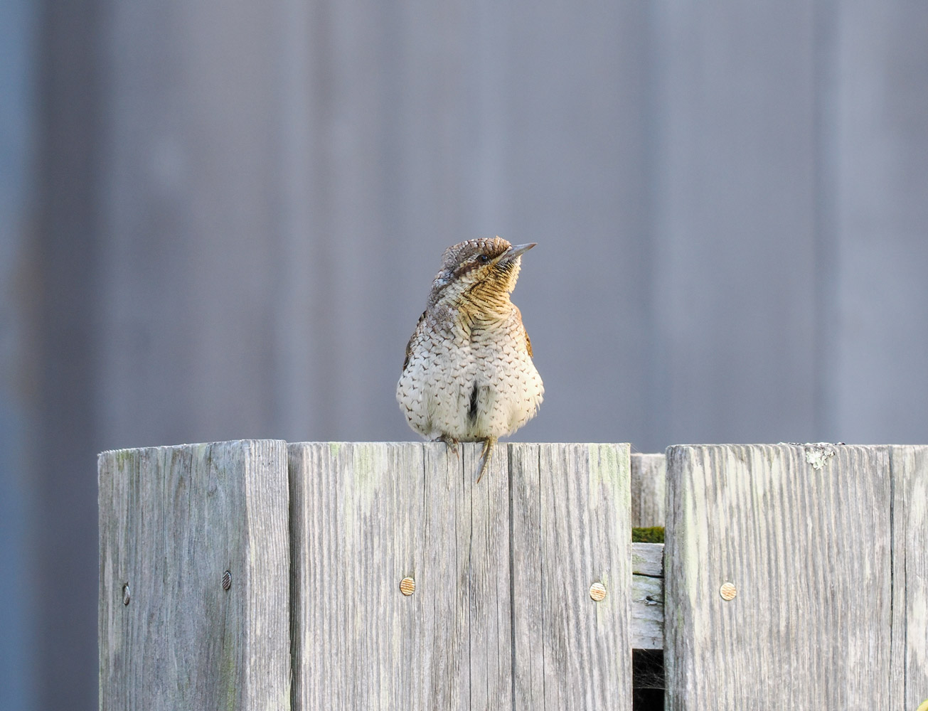 Ben Reavey's photograph of a Wryneck is the winner of the 'The Big Country' category.