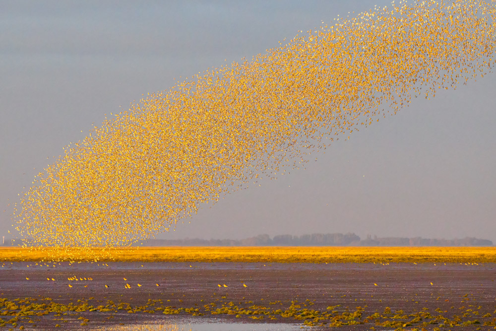 A dense flock of birds is in flight over an estuary. The sun is illuminating the birds, making them appear gold, and there is a line of golden vegetation on the horizon.