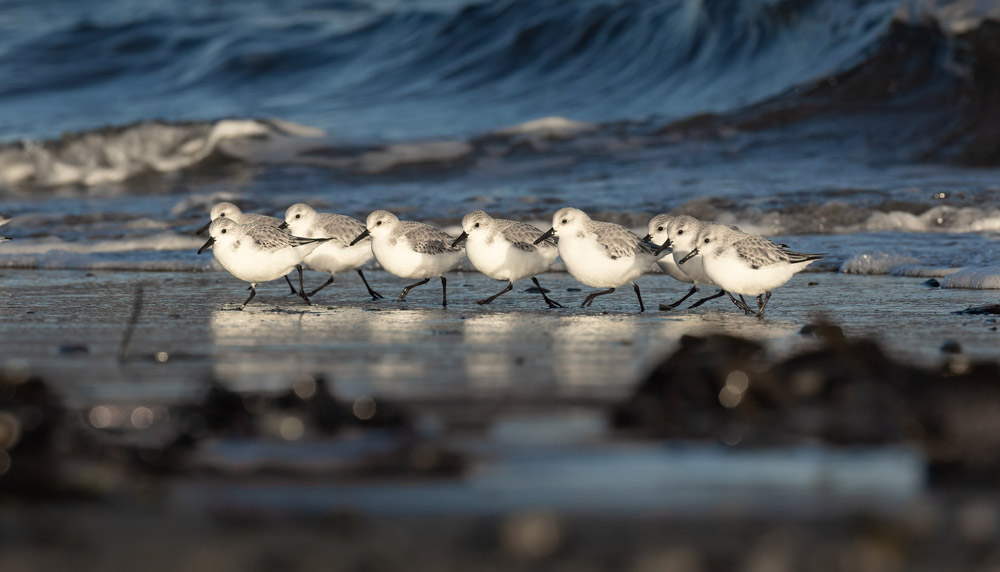 A line of Sanderling in winter plumage run along the edge of the waves on a sandy beach.