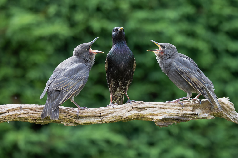An adult Starling perches on a weathered branch, with a juvenile Starling on each side. The young birds are begging for food with their beaks wide open, leaning in towards the adult.