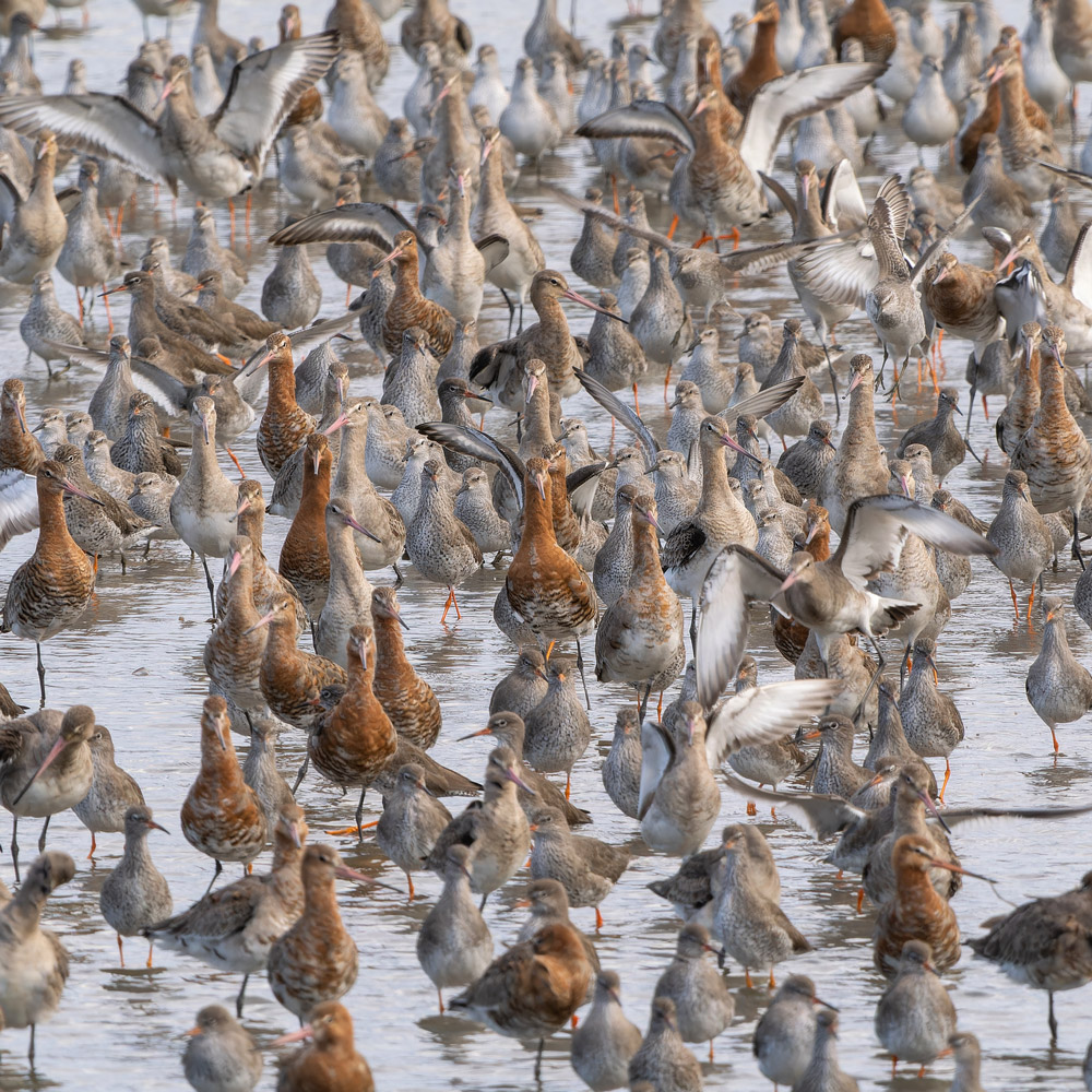 David Hiley's photograph of a mixed wader flock is the winner of the 'The Social Network' category.