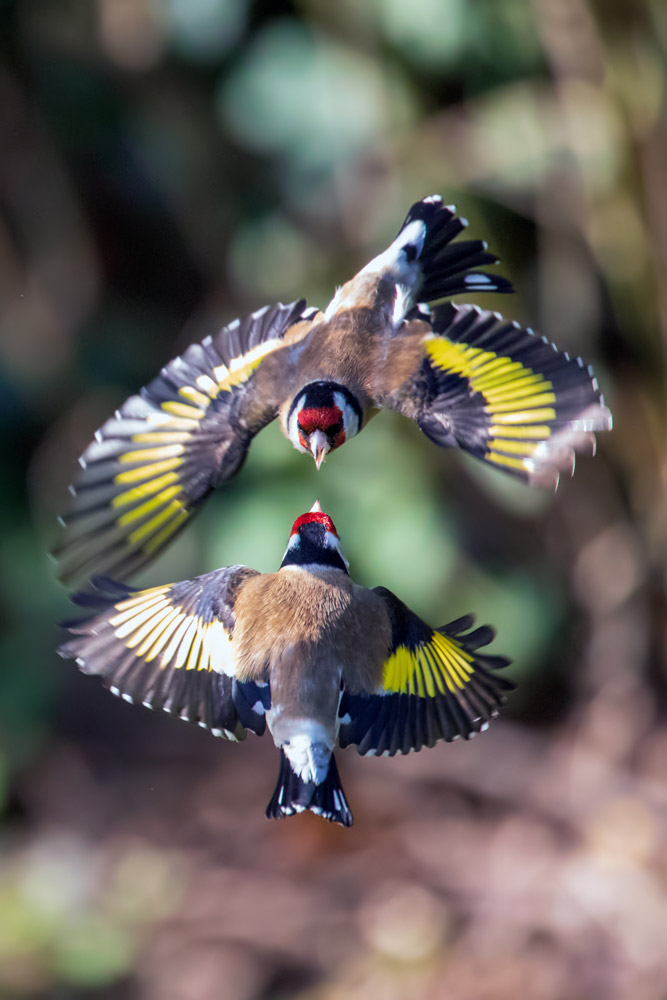 Two Goldfinches flying towards each other, seen from above, with their wings outstretched and their beaks nearly touching.