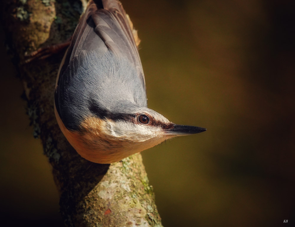 A Nuthatch facing down a tree branch, with its head tilted, and its eye, beak and face in clear focus.