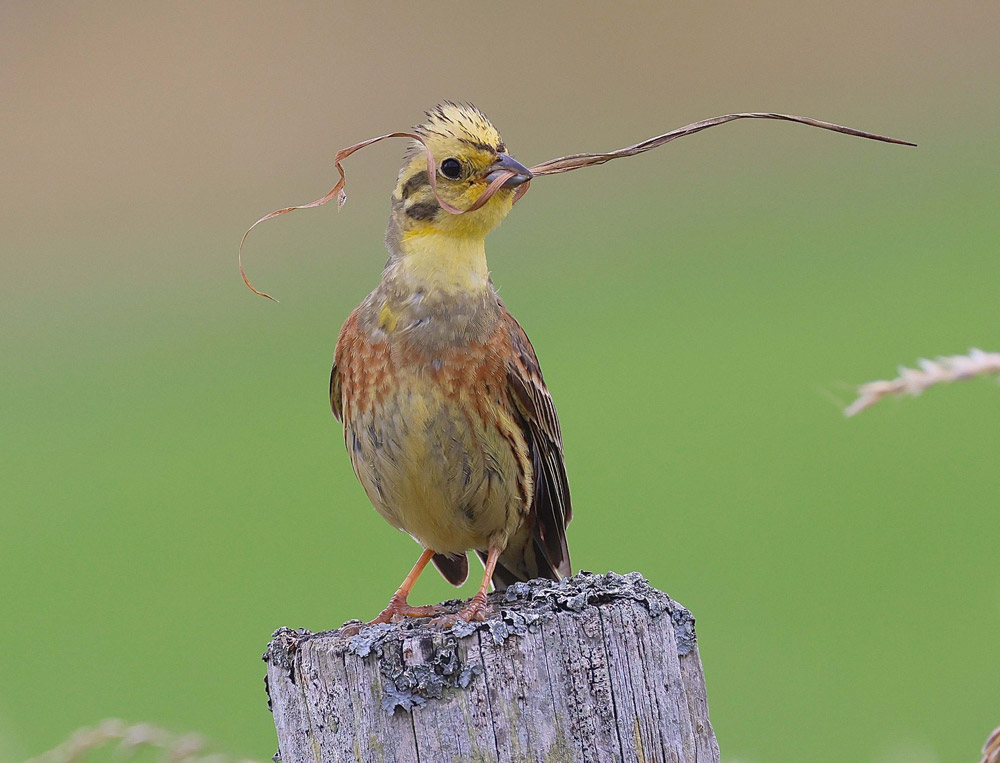 A Yellowhammer perched on a lichen-encrusted fencepost, with dried grass nesting material in its beak.
